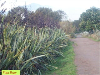 Flax Row
 