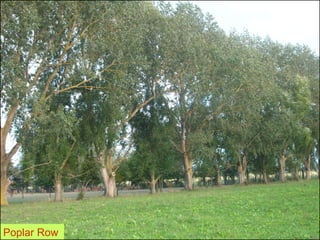Poplar Row
 