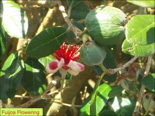 Fuijoa Flowering
 