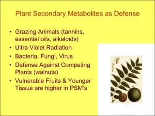 Plant Secondary Metabolites as Defense

• Grazing Animals (tannins,
  essential oils, alkaloids)
• Ultra Violet Radiation
• Bacteria, Fungi, Virus
• Defense Against Competing
  Plants (walnuts)
• Vulnerable Fruits & Younger
  Tissue are higher in PSM’s
 