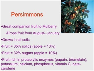 Persimmons
•Great companion fruit to Mulberry
   -Drops fruit from August- January
•Grows in all soils
•Fruit = 35% solids (apple = 13%)
•Fruit = 32% sugars (apple = 10%)
•Fruit rich in proteolytic enzymes (papain, bromelain),
potassium, calcium, phosphorus, vitamin C, beta-
carotene
 