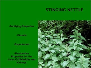 •Tonifying Properties


       •Diuretic


    •Expectorant


      •Restorative
   Properties for the
Liver,              and
        Kidneys
 