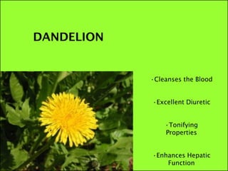 •Cleanses the Blood


•Excellent Diuretic


    •Tonifying
    Properties


•Enhances Hepatic
    Function
 