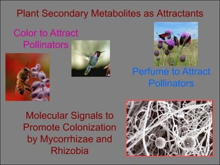 Plant Secondary Metabolites as Attractants

Color to Attract
 Pollinators

                         Perfume to Attract
                            Pollinators


  Molecular Signals to
  Promote Colonization
   by Mycorrhizae and
       Rhizobia
 