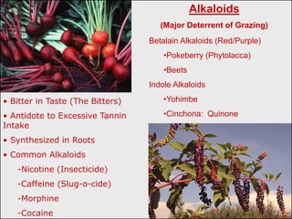 Alkaloids
                                     (Major Deterrent of Grazing)
                                  Betalain Alkaloids (Red/Purple)
                                      •Pokeberry (Phytolacca)
                                      •Beets
                                  Indole Alkaloids

• Bitter in Taste (The Bitters)       •Yohimbe

• Antidote to Excessive Tannin        •Cinchona: Quinone
Intake
• Synthesized in Roots
• Common Alkaloids
   -Nicotine (Insecticide)
   -Caffeine (Slug-o-cide)
   -Morphine
   -Cocaine
 