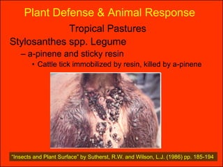 Plant Defense & Animal Response
             Tropical Pastures
Stylosanthes spp. Legume
   – a-pinene and sticky resin
        • Cattle tick immobilized by resin, killed by a-pinene




“Insects and Plant Surface” by Sutherst, R.W. and Wilson, L.J. (1986) pp. 185-194
 