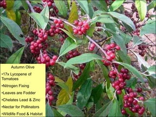 Autumn Olive
•17x Lycopene of
Tomatoes
•Nitrogen Fixing
•Leaves are Fodder
•Chelates Lead & Zinc
•Nectar for Pollinators
•Wildlife Food & Habitat
 