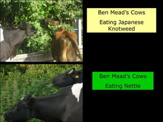 Ben Mead’s Cows
Eating Japanese
   Knotweed




Ben Mead’s Cows
  Eating Nettle
 