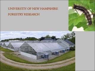 UNIVERSTIY OF NEW HAMPSHIRE
FORESTRY RESEARCH
 