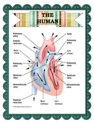 Strategic Intervention Material (SIM) Science-CIRCULATORY AND ...