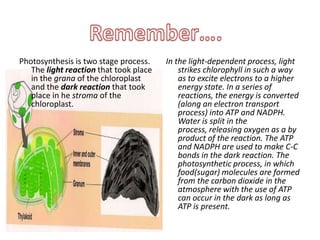 Photosynthesis is two stage process. Thelight reaction that took place in the grana of the chloroplast and the dark reaction that took place in he stromaof the chloroplast.In the light-dependent process, light strikes chlorophyll in such a way as to excite electrons to a higher energy state. In a series of reactions, the energy is converted (along an electron transport process) into ATP and NADPH. Water is split in the process, releasing oxygen as a by product of the reaction. The ATP and NADPH are used to make C-C bonds in the dark reaction. The photosynthetic process, in which food(sugar) molecules are formed from the carbon dioxide in the atmosphere with the use of ATP can occur in the dark as long as ATP is present.Remember….