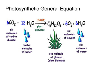   Photosynthetic General Equation