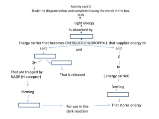 Activity card 2Study the diagram below and complete it using the words in the box.SUNLight energyIs absorbed byEnergy carrier that becomes ENERGIZED CHLOROPHYLL that supplies energy tosplitaddandp2HtoThat are trapped byNADP (H acceptor)That is released( energy carrier)formingformingThat stores energyFor use in the dark reaction