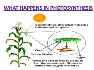 What happens in photosynthesis