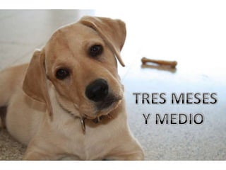  TRES MESES Y MEDIO 