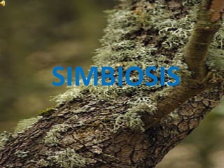 SIMBIOSIS

 