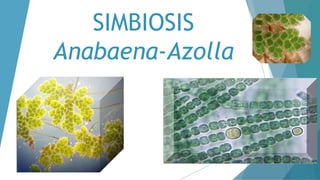 SIMBIOSIS
Anabaena-Azolla
 