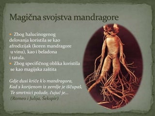  Zbog halucinogenog
delovanja koristila se kao
afrodizijak (koren mandragore
u vinu), kao i beladona
i tatula.
 Zbog specifičnog oblika koristila
se kao magijska zaštita
Gdje dusi kriče k’o mandragora,
Kad s korijenom iz zemlje je iščupaš,
Te smrtnici polude, čujuć je...
(Romeo i Julija, Šekspir)
 