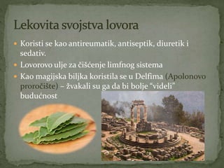  Koristi se kao antireumatik, antiseptik, diuretik i
sedativ.
 Lovorovo ulje za čišćenje limfnog sistema
 Kao magijska biljka koristila se u Delfima (Apolonovo
proročište) – žvakali su ga da bi bolje “videli”
budućnost
 