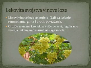  Listovi vinove loze se koriste (čaj) za lečenje
reumatizma, gihta i protiv povraćanja.
 Grožđe se uzima kao lek za čišćenje krvi, regulisanje
varenja i uklanjanje masnih naslaga sa tela.
 
