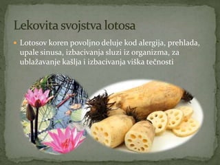  Lotosov koren povoljno deluje kod alergija, prehlada,
upale sinusa, izbacivanja sluzi iz organizma, za
ublažavanje kašlja i izbacivanja viška tečnosti
 