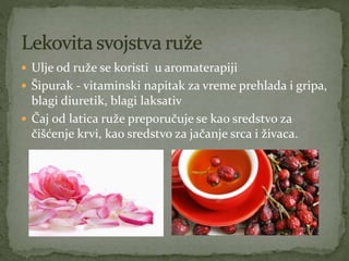  Ulje od ruže se koristi u aromaterapiji
 Šipurak - vitaminski napitak za vreme prehlada i gripa,
blagi diuretik, blagi laksativ
 Čaj od latica ruže preporučuje se kao sredstvo za
čišćenje krvi, kao sredstvo za jačanje srca i živaca.
 