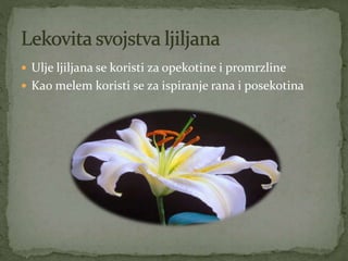  Ulje ljiljana se koristi za opekotine i promrzline
 Kao melem koristi se za ispiranje rana i posekotina
 