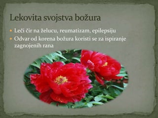  Leči čir na želucu, reumatizam, epilepsiju
 Odvar od korena božura koristi se za ispiranje
zagnojenih rana
 