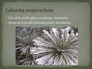  Čaj od borovih iglica za jačanje imuniteta
 Sirup od borovih izdanaka protiv bronhitisa
 