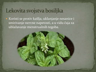  Koristi se protiv kašlja, uklanjanje nesanice i
smirivanje nervne napetosti, a u vidu čaja za
ublažavanje menstrualnih tegoba.
 