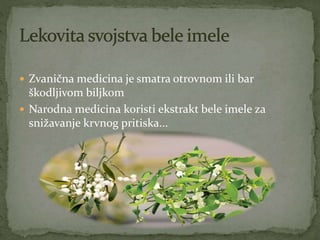  Zvanična medicina je smatra otrovnom ili bar
škodljivom biljkom
 Narodna medicina koristi ekstrakt bele imele za
snižavanje krvnog pritiska...
 