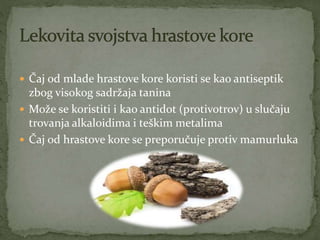  Čaj od mlade hrastove kore koristi se kao antiseptik
zbog visokog sadržaja tanina
 Može se koristiti i kao antidot (protivotrov) u slučaju
trovanja alkaloidima i teškim metalima
 Čaj od hrastove kore se preporučuje protiv mamurluka
 