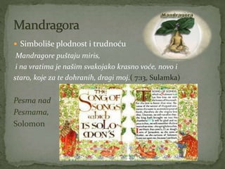  Simboliše plodnost i trudnoću
Mandragore puštaju miris,
i na vratima je našim svakojako krasno voće, novo i
staro, koje za te dohranih, dragi moj.( 7:13, Sulamka)
Pesma nad
Pesmama,
Solomon
 