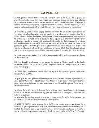 29
LAS PLANTAS
Existen plantas indicadoras como la waych'a, que es la ILLA de la papa, de
acuerdo a donde crece con más vigor, nos muestra donde se tiene que plantar
papa, además, si crece en la altura, está indicando lluvia en exceso. Empieza A
florecer en el mes de agosto y se observa si la floración se atrasa o adelanta, de esta
manera su floración completa nos indica un buen momento para la plantación.
La Wayc'ha (Lumasa de la papa). Planta silvestre de los Andes que florece en
épocas de siembra, las señas son las siguientes: se observa la característica de la
planta como el follaje, las flores y el lugar en donde se encuentra con más energías
de vitalidad, si florece antes o después de la época y el momento óptimo para
sembrar es cuando la planta está totalmente florecida sin daño alguno. Si la planta
está medio quemada antes o después, es para SEQUÍA, si antes de florecer se
quema es para la helada, por eso la observación es muy importante para saber
cuándo sembrar este alimento tan vital para la humanidad. También la crecida de
ciertas plantas silvestres en la chacra, nos está avisando por el color de la floración.
La Coca mama, nos avisa. Los yatiris (curanderos adivinos) preguntan mediante
las hojas de coca.
El trébol LAYU, se observa en los meses de Marzo y Abril, cuando se ha hecho
barbecho, cuando las raíces de la planta se parten en forma longitudinal, es buena
señal para la papa.
La QHARIWA, se observa su floración en Agosto, Septiembre, que es indicadora
para la OCA, IZAÑO.
La qila qila. Es una planta silvestre que es la LO-MASA de las leguminosas, al
igual que la Wayc'ha, se observa sus cualidades, el lugar donde se desarrolla mejor
tanto en la humedad o en lugares secos, como también el tiempo de floración y el
follaje de la lumasa.
La Ahara. Es la silvestre y la lumasa de la quinua, estas ya no florecen si aparecen
plantitas de Ahara en diferentes lugares de acuerdo a la seña para donde se va a
cultivar la quinua.
La Jufa Jufa. Es un alga acuática, aparece en épocas de floración de la quinua, esto
es la lumasa, de abundante producción de la quinua.
LA Q'HITA ISAÑO es la lumasa de la OCA, esta planta aparece en época de la
siembra, al igual que las otras lumasas, anuncia la temporada de la siembra y en la
calidad del terreno que se va a sembrar, hace competencia con la oca y el isaño si
esta se enferma, hay una amonestación de alerta para cuidar la OCA Y EL ISAÑO.
 