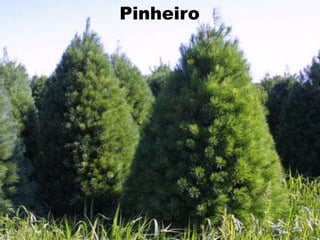 Pinheiro 
 