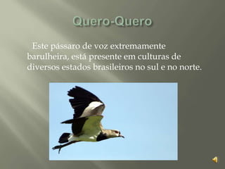 Este pássaro de voz extremamente
barulheira, está presente em culturas de
diversos estados brasileiros no sul e no norte.
 