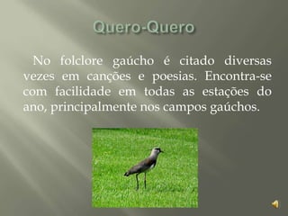 No folclore gaúcho é citado diversas
vezes em canções e poesias. Encontra-se
com facilidade em todas as estações do
ano, principalmente nos campos gaúchos.
 