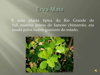 É uma planta típica do Rio Grande do
Sul, matéria prima do famoso chimarrão, era
usada pelos índios guaranis do estado.
 