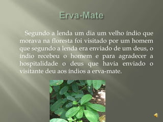 Segundo a lenda um dia um velho índio que
morava na floresta foi visitado por um homem
que segundo a lenda era enviado de um deus, o
índio recebeu o homem e para agradecer a
hospitalidade o deus que havia enviado o
visitante deu aos índios a erva-mate.
 