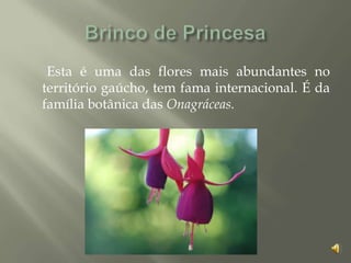 Esta é uma das flores mais abundantes no
território gaúcho, tem fama internacional. É da
família botânica das Onagráceas.
 