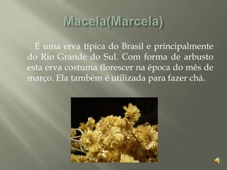 É uma erva típica do Brasil e principalmente
do Rio Grande do Sul. Com forma de arbusto
esta erva costuma florescer na época do mês de
março. Ela também é utilizada para fazer chá.
 