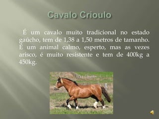 É um cavalo muito tradicional no estado
gaúcho, tem de 1,38 a 1,50 metros de tamanho.
É um animal calmo, esperto, mas as vezes
arisco, é muito resistente e tem de 400kg a
450kg.
 