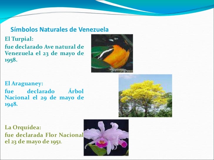 Los Simbolos Naturales De Cada Estado De Venezuela | simbolos naturales de venezuela Los Simbolos Naturales De Cada Estado De Venezuela | simbolos naturales de venezuela