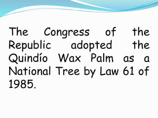 The Congress of the
Republic adopted the
Quindío Wax Palm as a
National Tree by Law 61 of
1985.
 