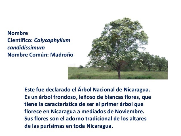 Símbolos patrios y nacionales de Nicaragua