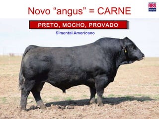 Novo “angus” = CARNE PRETO, MOCHO, PROVADO Simental Americano 
