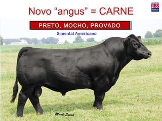Novo “angus” = CARNE PRETO, MOCHO, PROVADO Simental Americano 