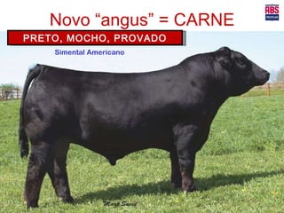 Novo “angus” = CARNE PRETO, MOCHO, PROVADO Simental Americano 