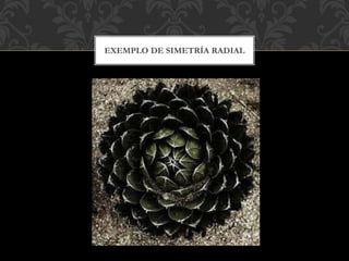 EXEMPLO DE SIMETRÍA RADIAL
 