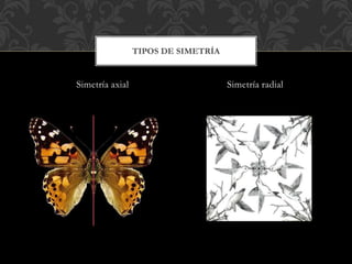 ٰí radial
TIPOS DE SIMETRÍA
ٰí axial
 